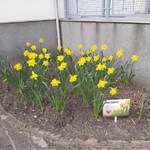 żonkile w przedszkolu 