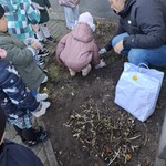 dziewczynka razem z panią sadzą cebulkę kwiatka.jpg
